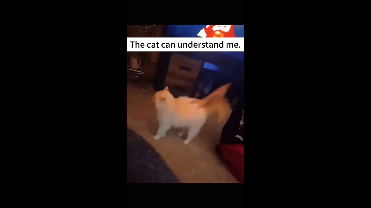 Those cats are hilarious 🤣