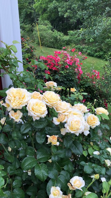 ‘Moonlight Romantica’ Rose