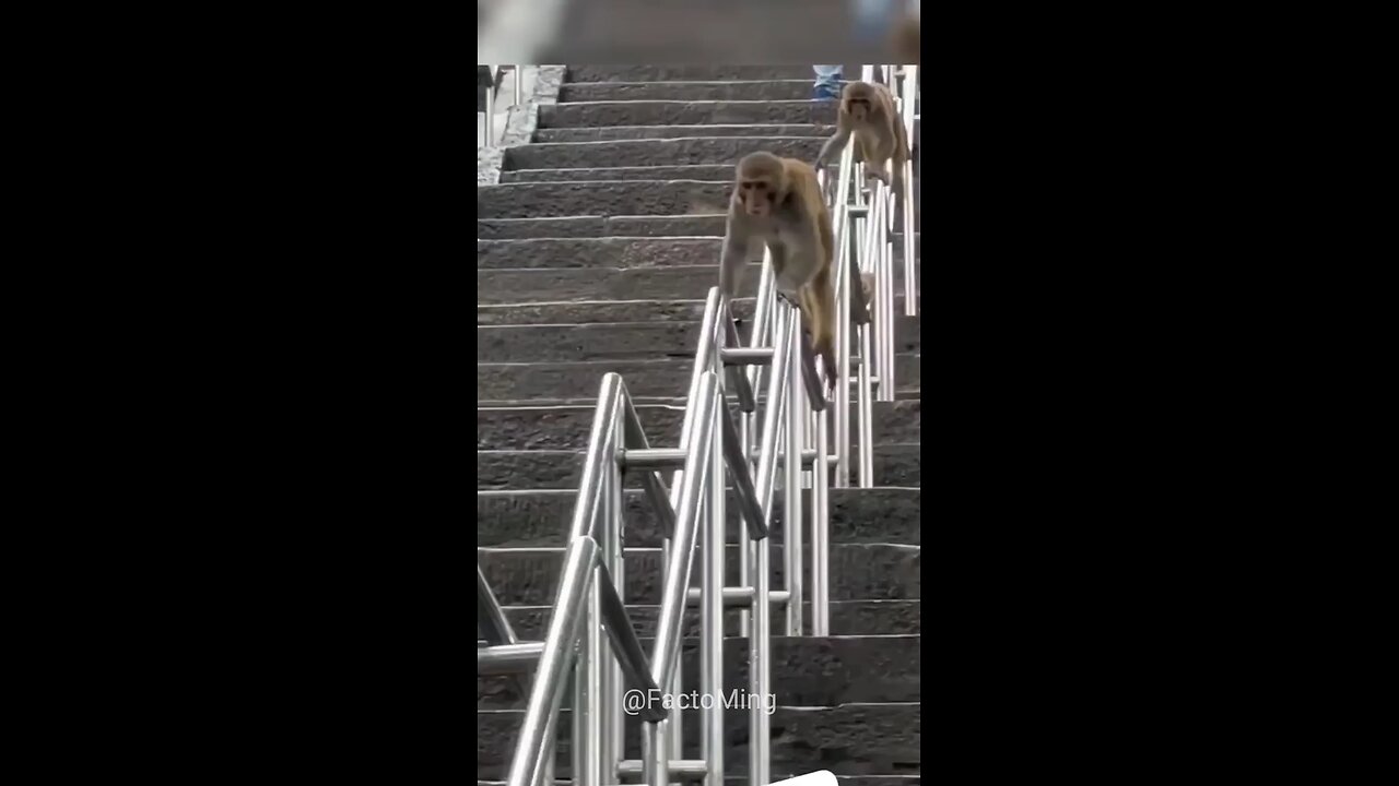 monkey race 😂😂