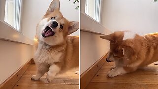 Adorable slow motion corgi will make your day