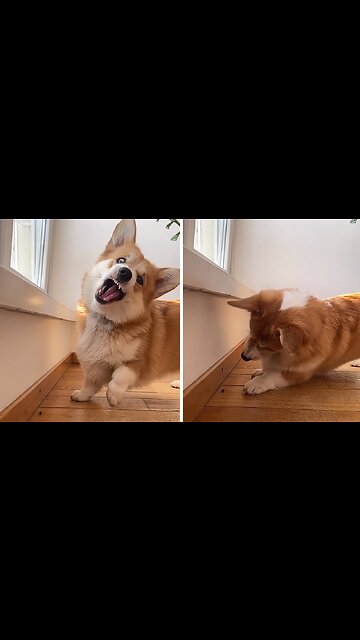 Adorable slow motion corgi will make your day