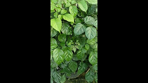 chiana roll plant ☘️
