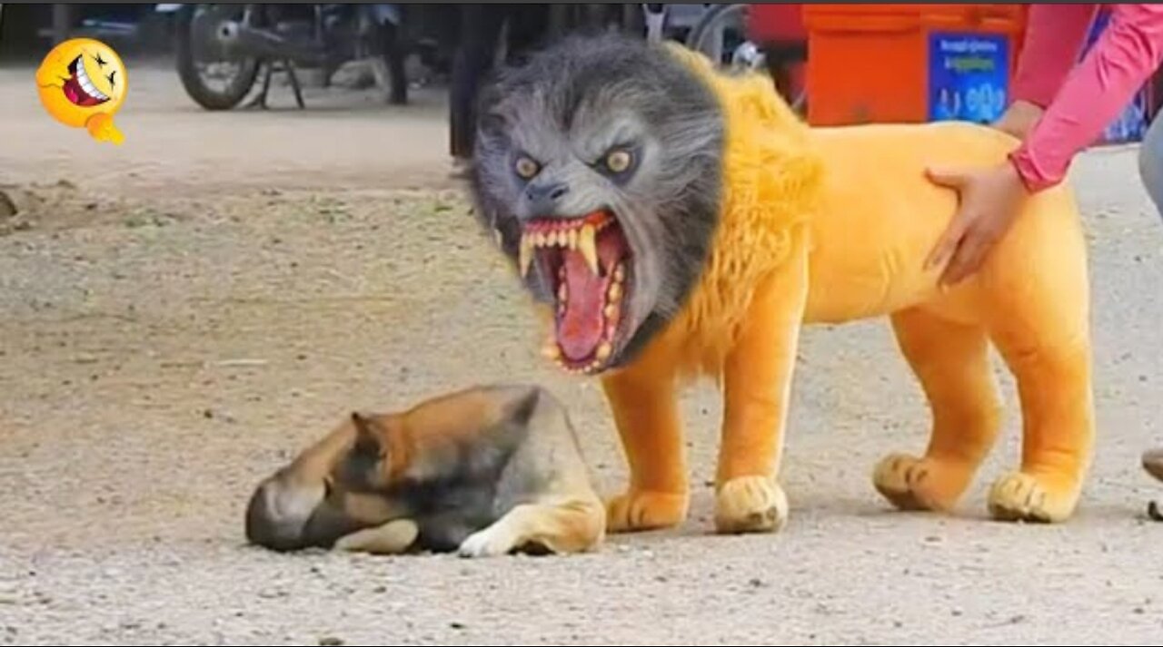 Troll Prank Dog Funny & fake Lion and Fake Tiger Prank To dog & Huge Box Prank to dog ARTIST