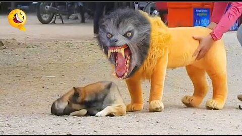 Troll Prank Dog Funny & fake Lion and Fake Tiger Prank To dog & Huge Box Prank to dog ARTIST