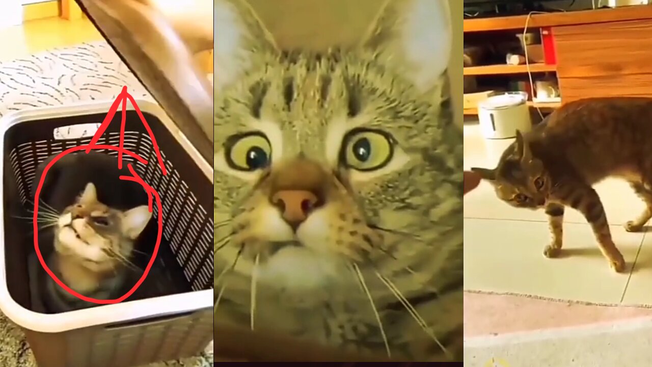 Hilarious Cats Discovers Dance Moves?! You Won't Believe Your Eyes