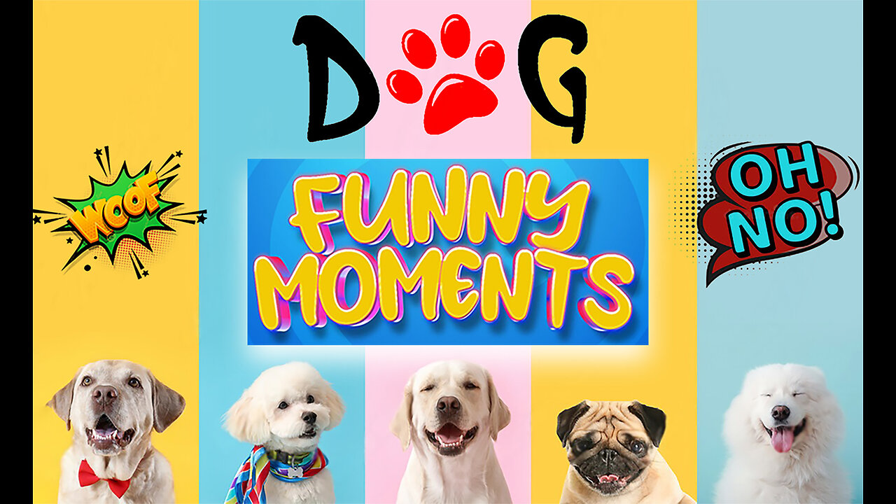 It's time to LAUGH with Dog's Funny Dog Videos 2023