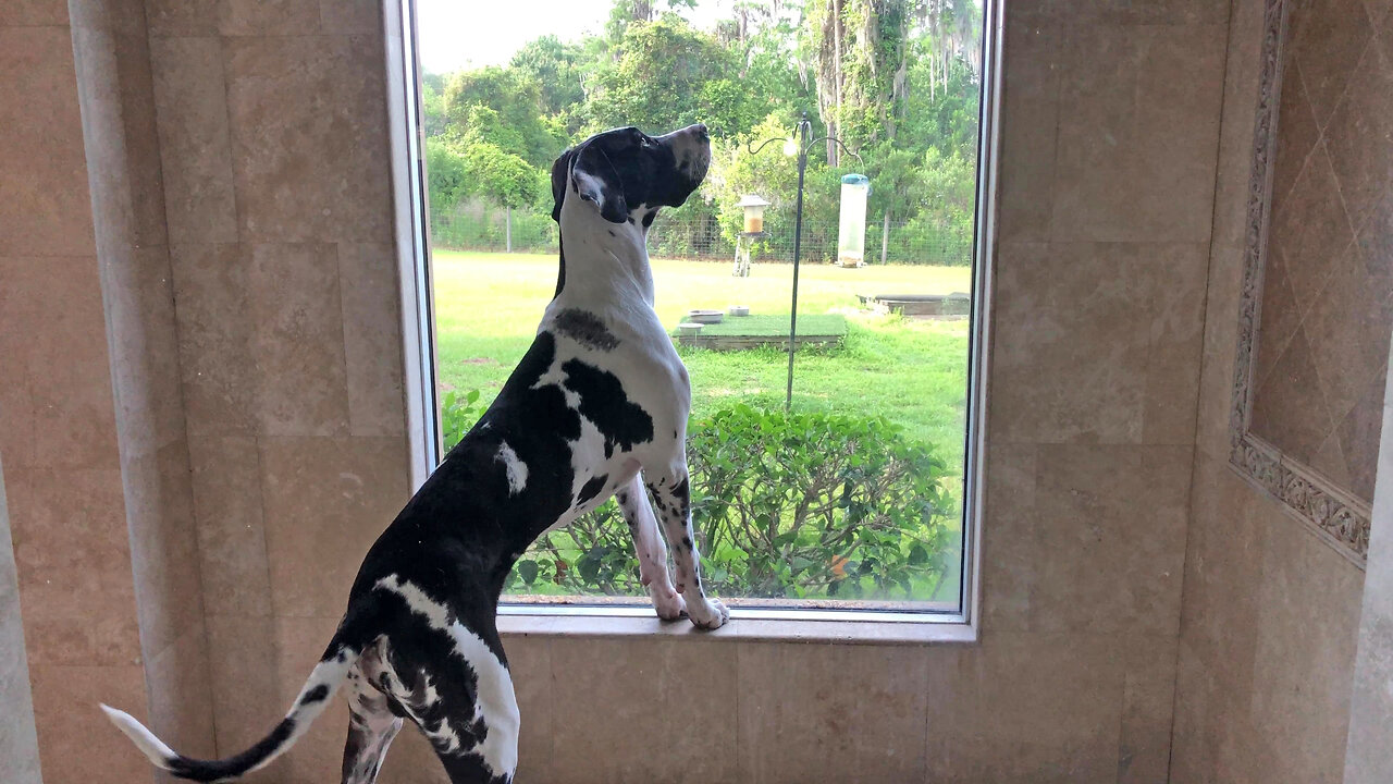 Great Dane Loves Watching Interactive Sassy Squirrel Tv