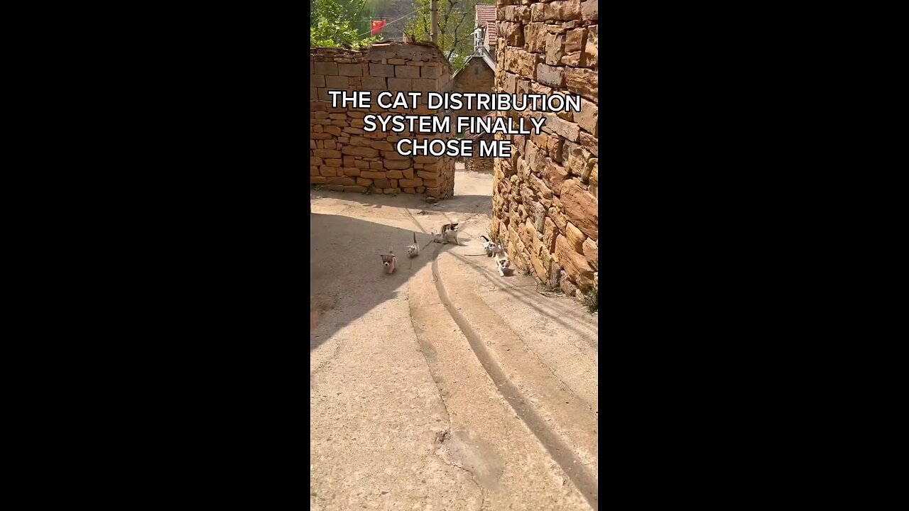 #cats #cutecats #funnycats #meow #catdistribution