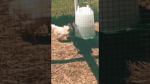 Trying to Make the Chickens Drink