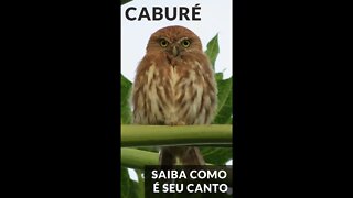 Canto da Coruja CABURÉ - #shorts