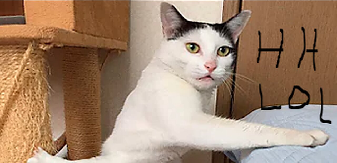 Best Funny Animal Videos 2023 - Funniest Cats And Dogs Video