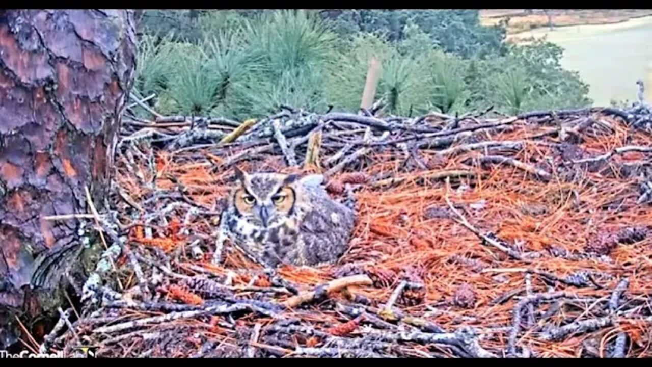 Rolling The Egg 🦉 1/21/22 8:37 AM