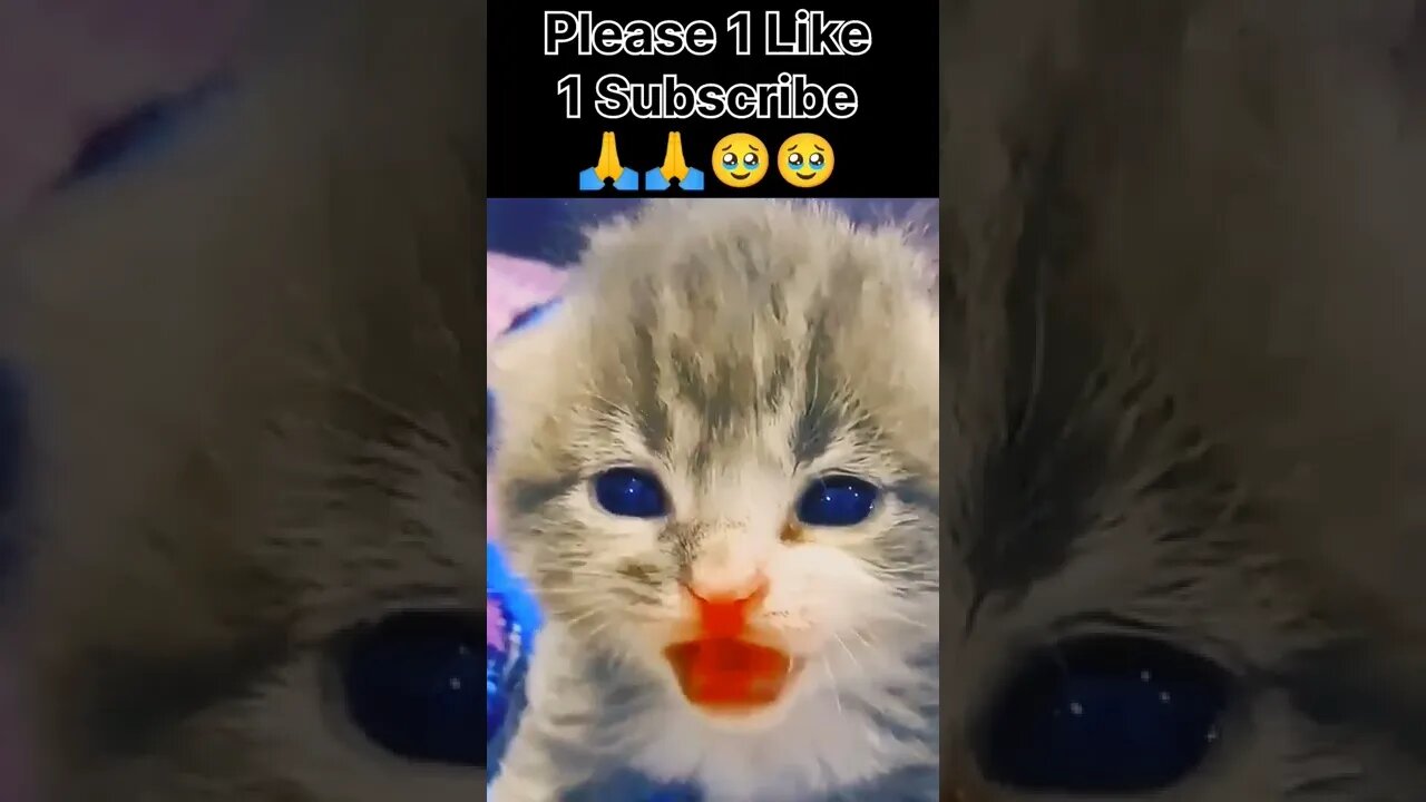 1 Subscribe 1 Like 🥹🥹🙏🙏#shorts #cat #sad