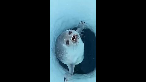 #sea
