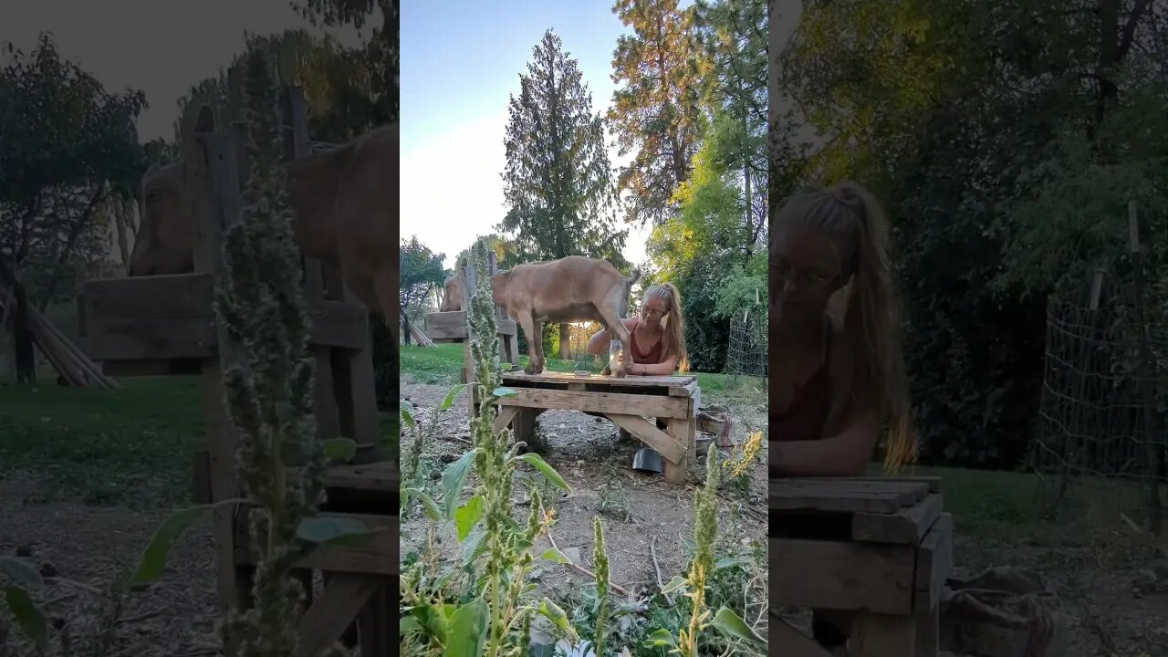 #homestead #homesteadlife #goats #goatmilk #farmgirl #rawmilk #farmtotable