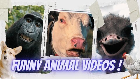 Funny Animal Videos 2023