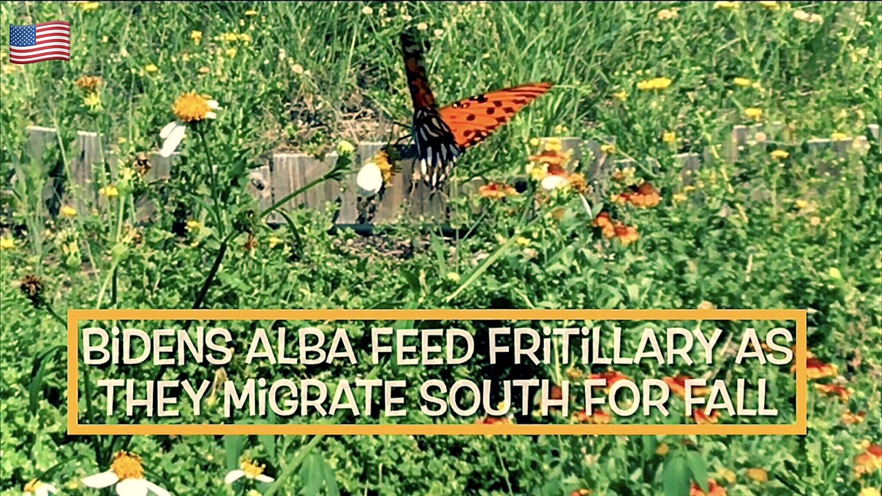 Bidens Alba Feeds Migrating Fritillary