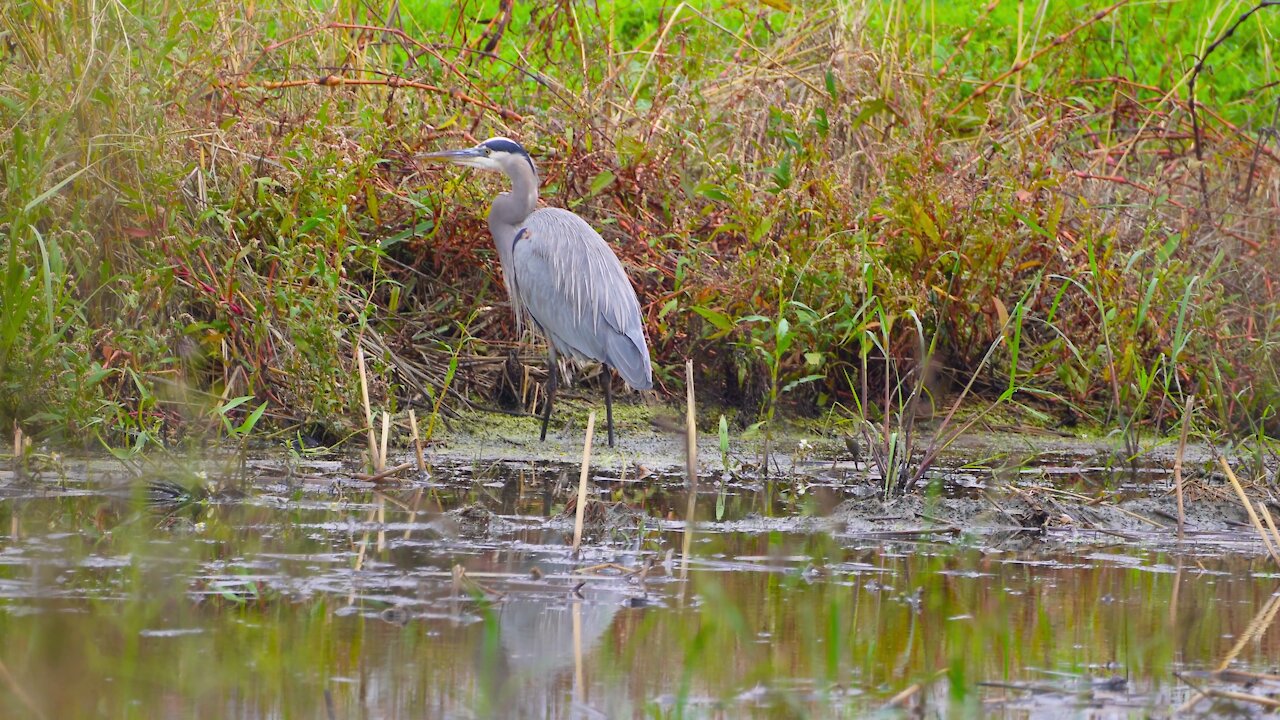 Peregrine Falcon, Great Blue Heron, Great Egret