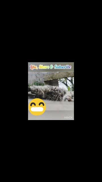 Cute Cat Rolling Outside