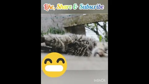 Cute Cat Rolling Outside