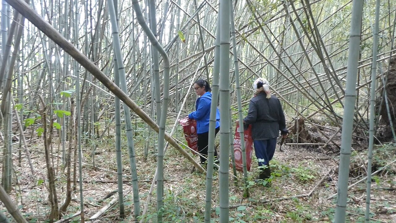 THE BIG BAMBOO