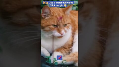 cute cat videos 😹funny videos 😂1374😻#shorts #catvideos #funnycatsvideos #cat #funny_cat #cutecat