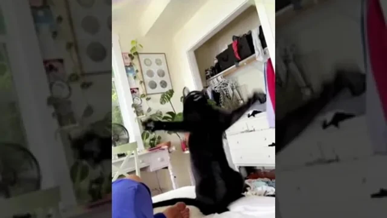 Cat's funny dance video #shorts #cat