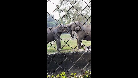 elephant in zoo