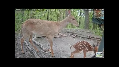 New born fawn at Wildlife cam 2 18 33 5 15 20