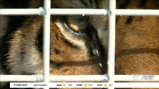 Big Cat Rescue may not reopen to the public