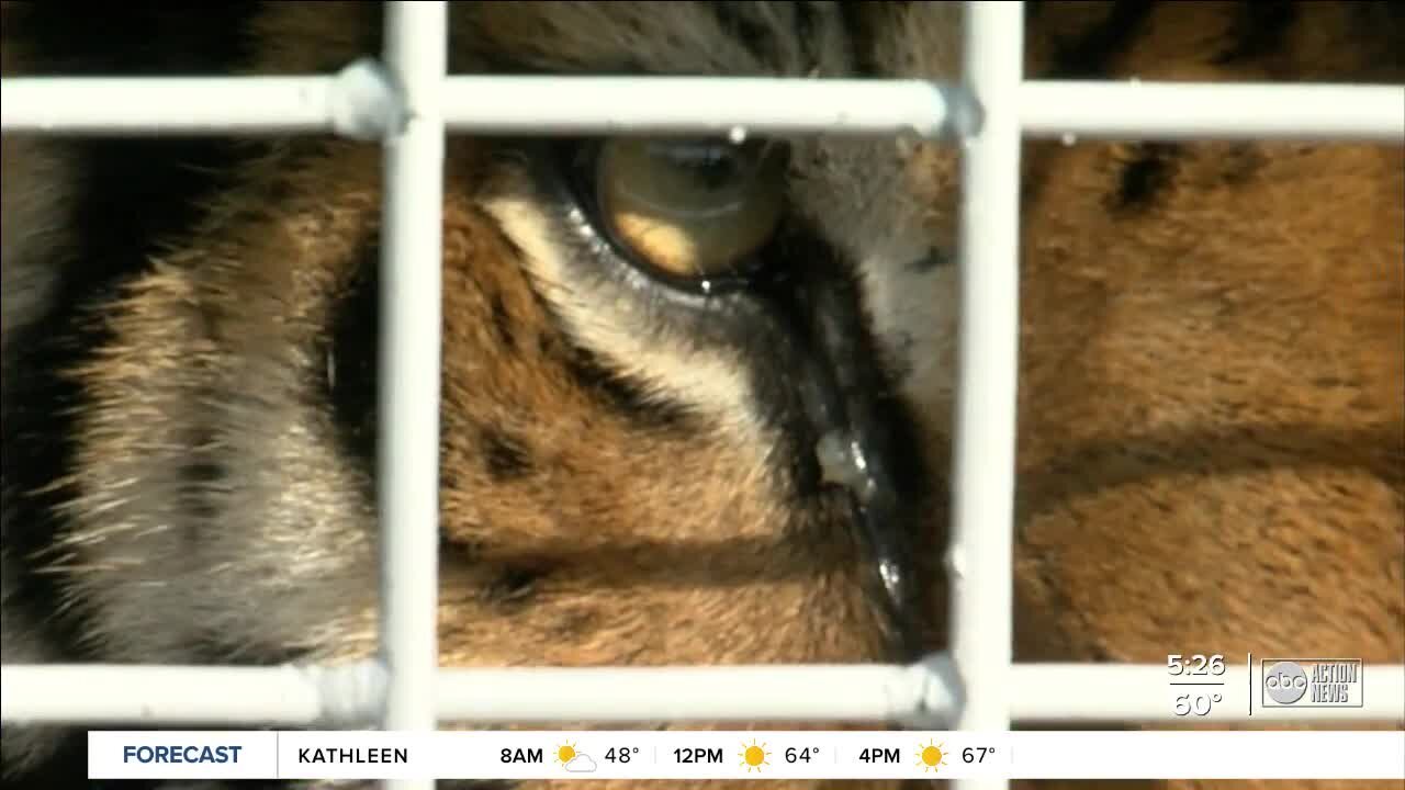 Big Cat Rescue may not reopen to the public