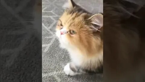 cute cat videos 😹 funny videos 😂 1118 😻 #shorts