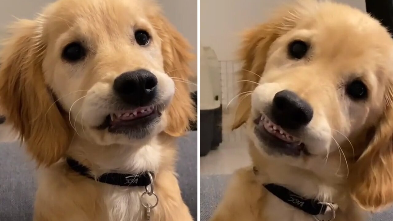 Puppy Gets Tooth Pulled at the Dentist And Adorably Smiles for the Camera