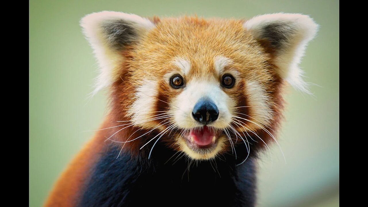 CUTEST Collection of the Cutest Red Pandas