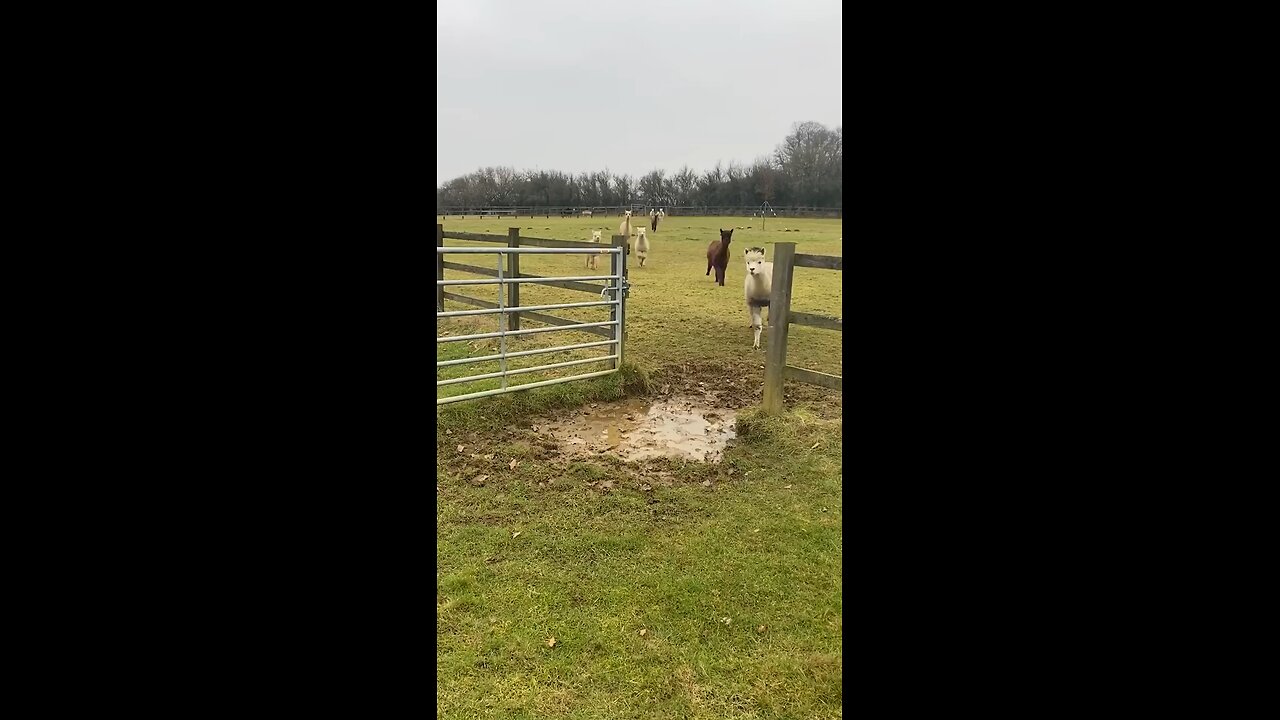 Puddle Jumping is an extreme sport for alpacas!