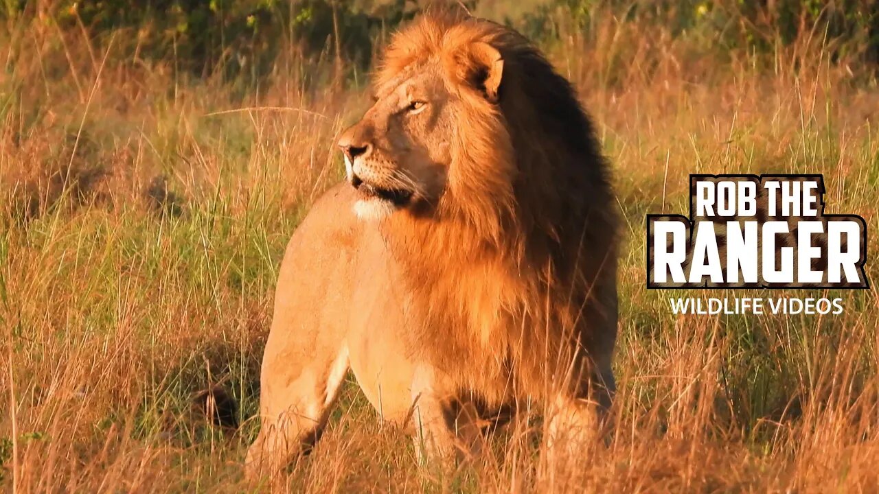 Stunning Male Lion On Territorial Patrol | Maasai Mara Safari | Zebra Plains