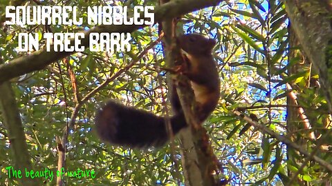 Squirrel nibbling on tree bark / a beautiful animal in the forest / squirrel in nature.