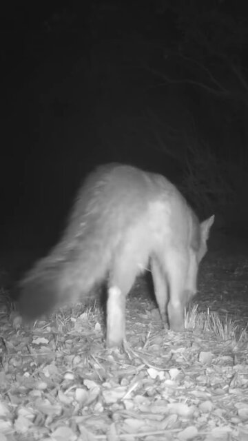 Striped Skunk, Raccoon, Gray Fox 🦨🦝🦊Late Night Frolics