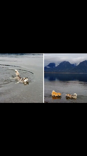 The Husky swims skillfully in the river(2021)