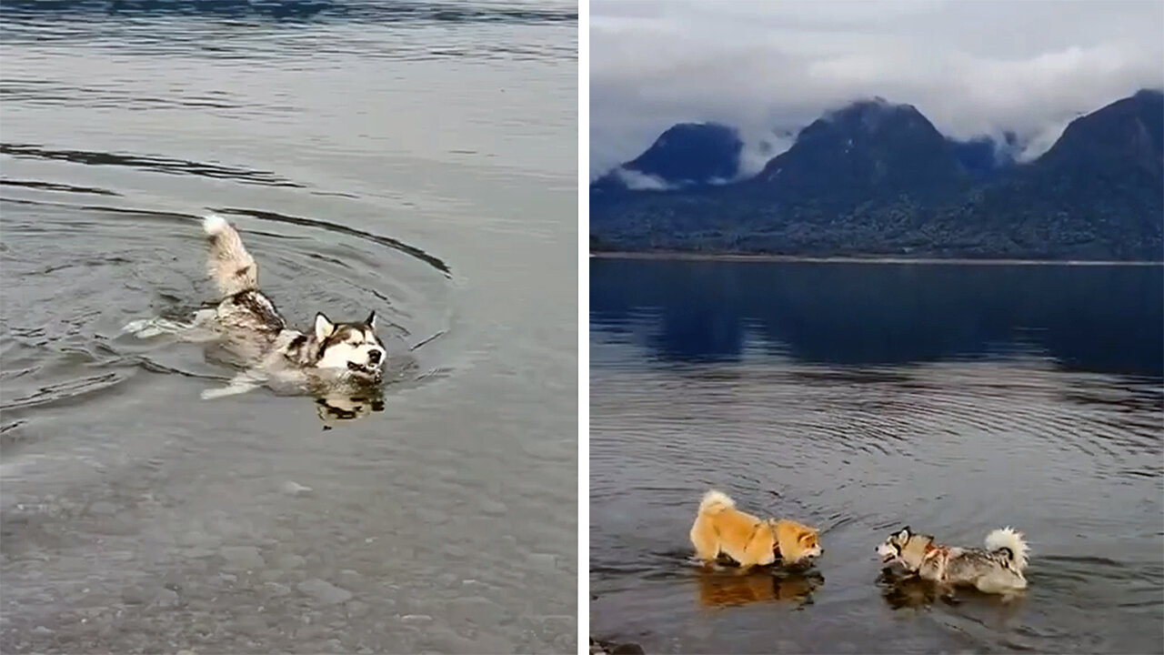 The Husky swims skillfully in the river(2021)