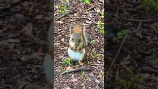 Watching a squirrel eat