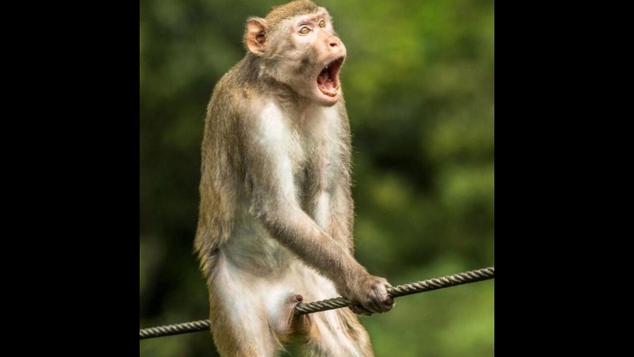 Funny animals|Crazy and Cute Monkeys😂😂😍😭