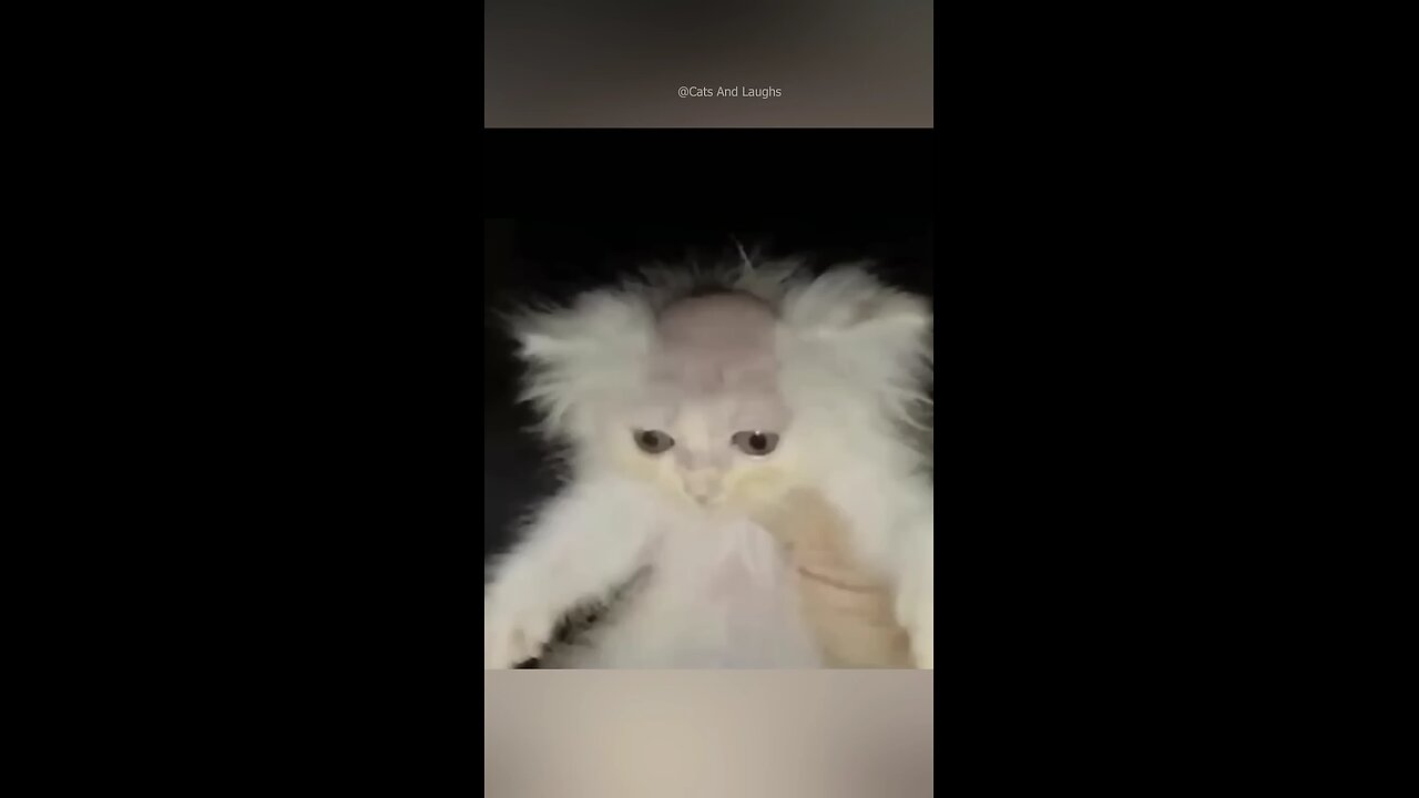 funny and angry cats 😜