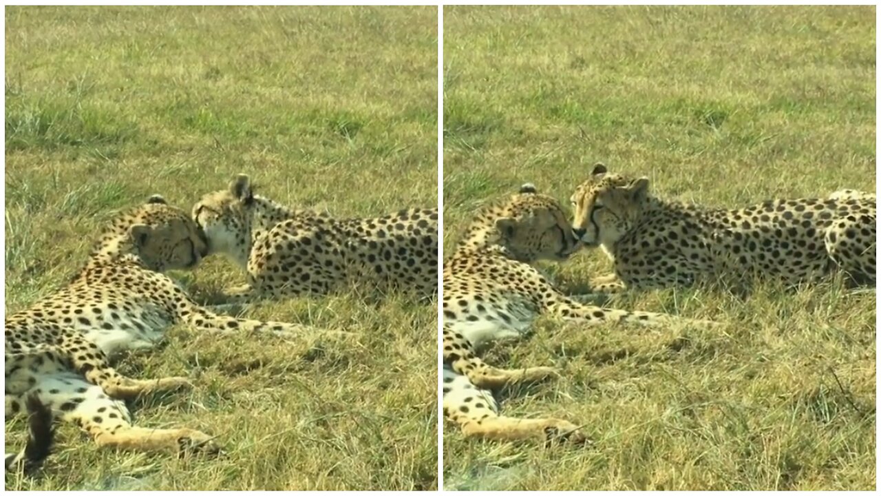 A ROMANTIC MOMENT OF CHEETAHS || Wildfever