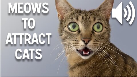 Sounds that attract cats - meow to make cats come to you