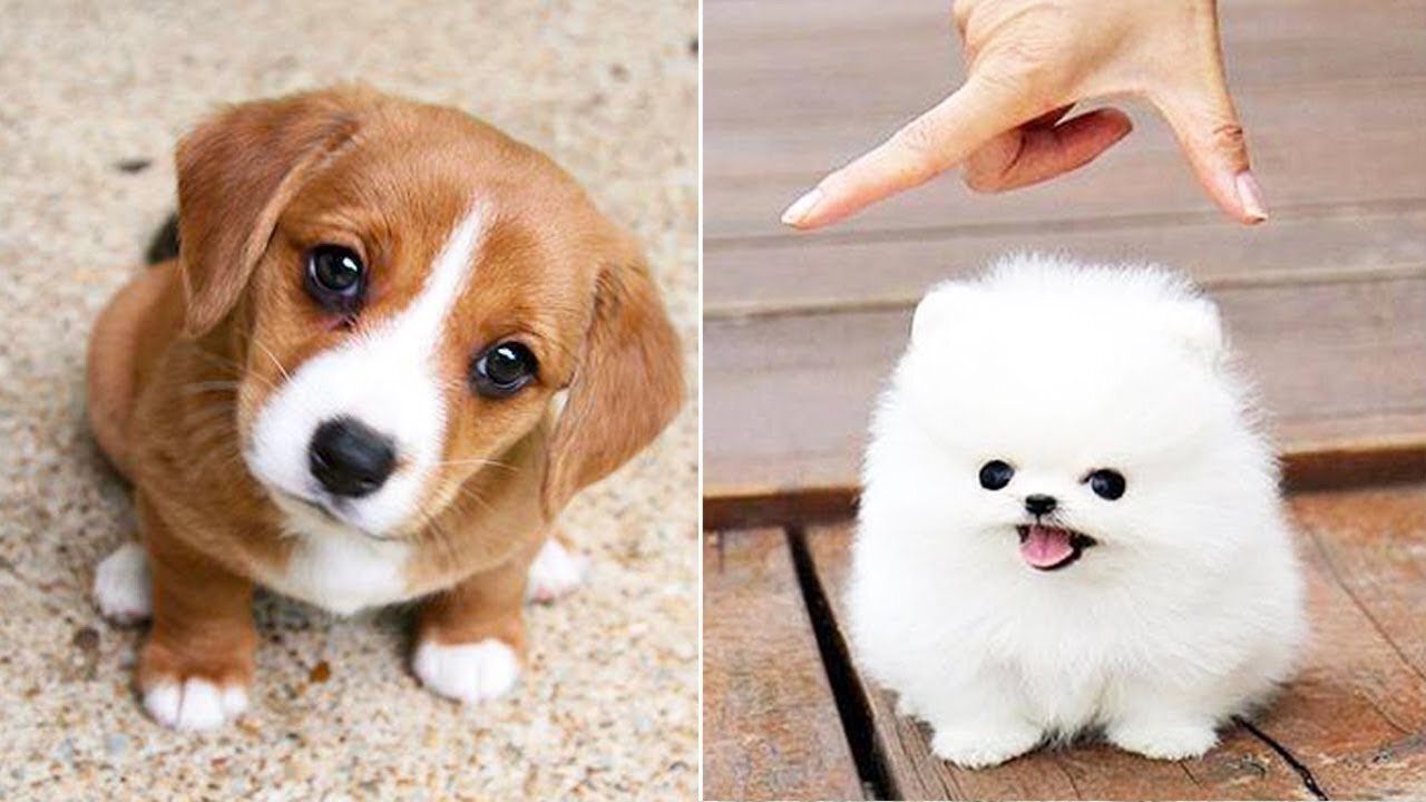 Unlikely Friendship: Astonishing Cat and Dog Duo