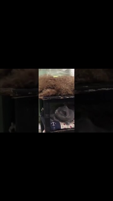 Videos engraçados de cachorro e gato #shorts