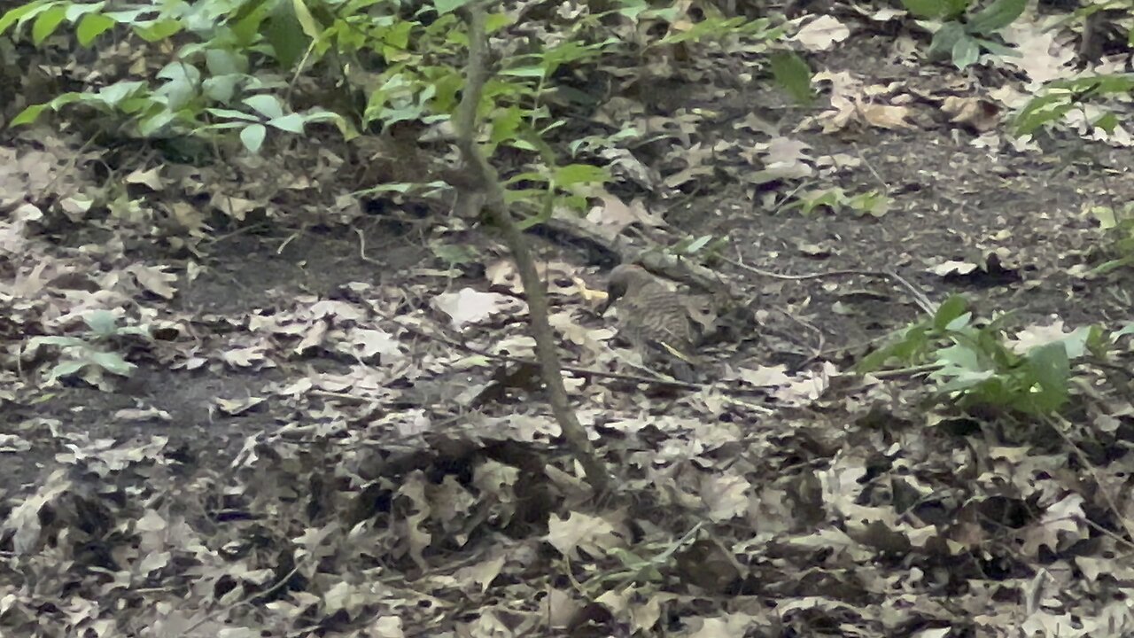Northern Flicker woodpecker possibly