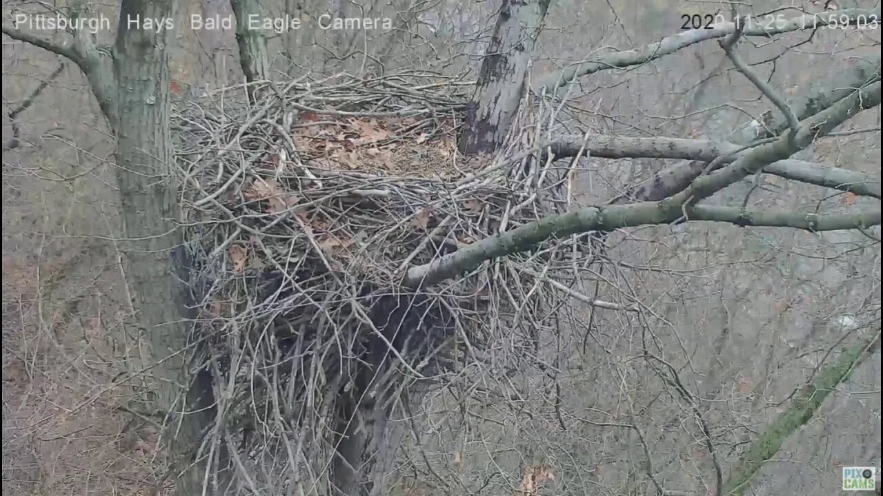 Hays Eagles nest Squirrel move in Day 2020 11 25 1159am