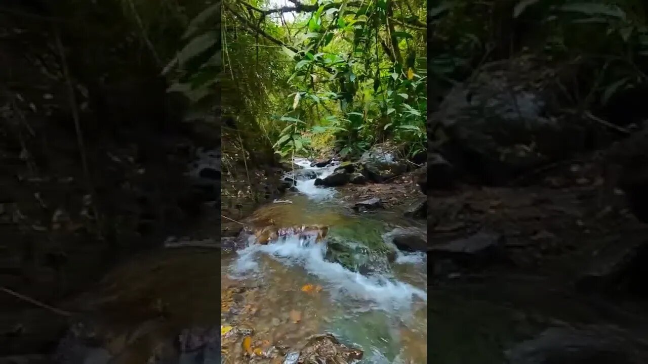 nature#a quiet place#forest#shorts